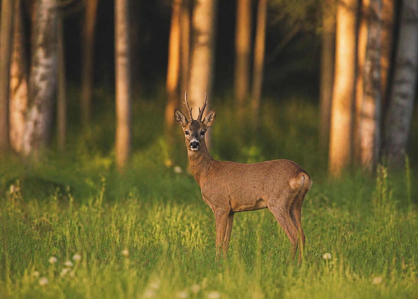 Population management